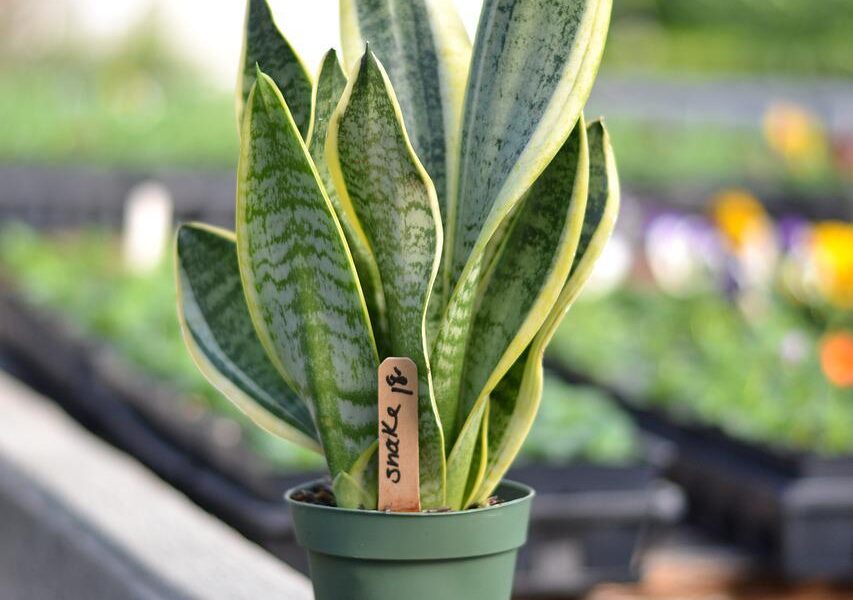 Getting to Know Your  Snake Plant